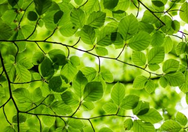 Presentato il Quaderno del Progetto Green jobs - Acri